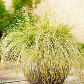 Iarba Ornamentala - Carex Comans "Frosted Curls" -...