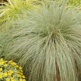 Iarba Ornamentala - Carex Comans "Frosted Curls" -... 2