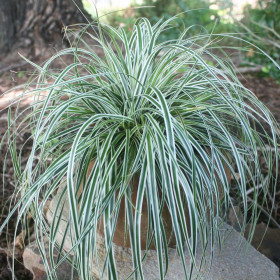 Iarba Ornamentala - Carex Oshim. "Everest" - Ghiveci 2L