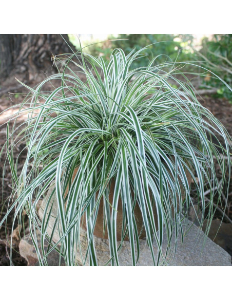 Iarba Ornamentala - Carex Oshim. "Everest" - Ghiveci 2L