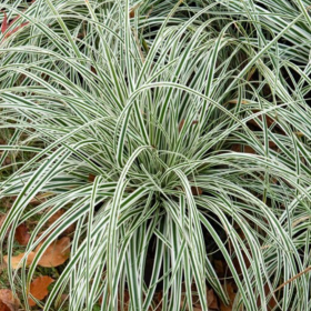 Iarba Ornamentala - Carex Oshim. "Everest" - Ghiveci 2L 2