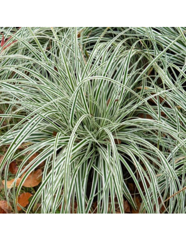 Iarba Ornamentala - Carex Oshim. "Everest" - Ghiveci 2L