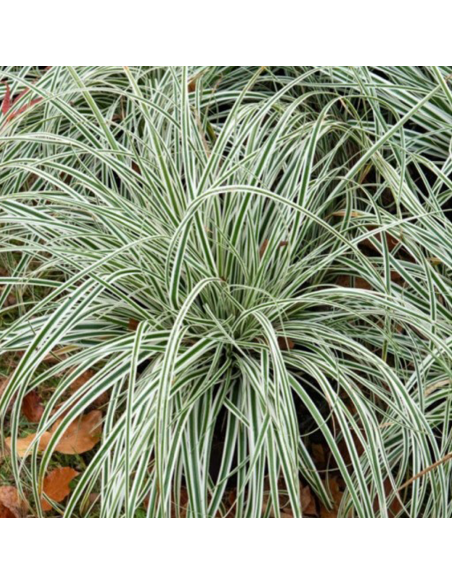 Iarba Ornamentala - Carex Oshim. "Everest" - Ghiveci 2L