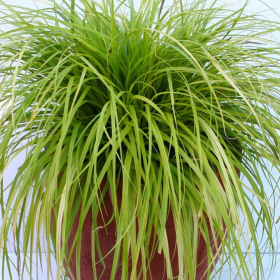 Iarba Ornamentala - Carex Oshim. "Everlime" - Ghiveci 2L