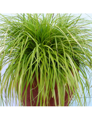 Iarba Ornamentala - Carex Oshim. "Everlime" - Ghiveci 2L