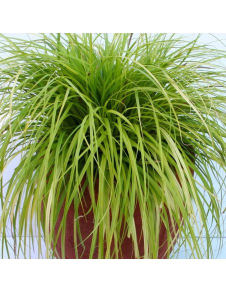 Iarba Ornamentala - Carex Oshim. "Everlime" - Ghiveci 2L