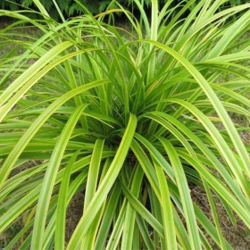 Iarba Ornamentala - Carex Oshim. "Everlime" - Ghiveci 2L 2