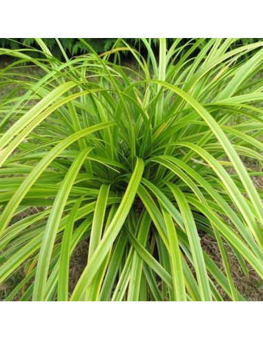 Iarba Ornamentala - Carex Oshim. "Everlime" - Ghiveci 2L