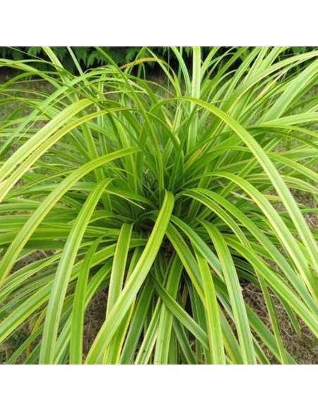 Iarba Ornamentala - Carex Oshim. "Everlime" - Ghiveci 2L