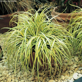 Iarba Ornamentala - Carex Oshim. "Eversheen" - Ghiveci 2L