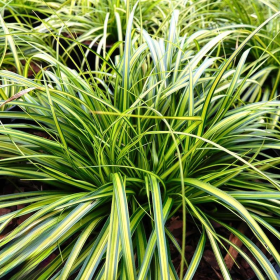 Iarba Ornamentala - Carex Oshim. "Eversheen" - Ghiveci 2L 2