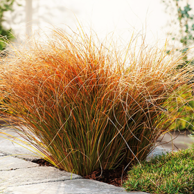 Iarba Ornamentala - Carex Tes. "Prairie Fire" - Ghiveci 2L