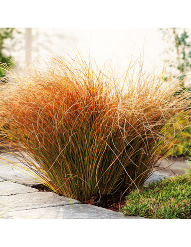 Iarba Ornamentala - Carex Tes. "Prairie Fire" - Ghiveci 2L