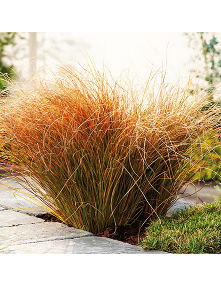 Iarba Ornamentala - Carex Tes. "Prairie Fire" - Ghiveci 2L