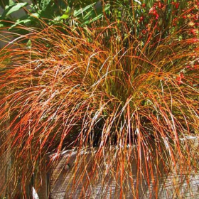 Iarba Ornamentala - Carex Tes. "Prairie Fire" - Ghiveci 2L 2