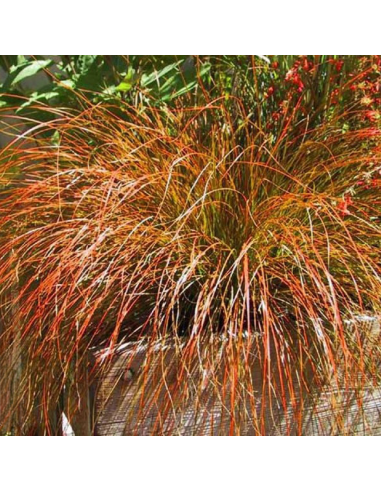 Iarba Ornamentala - Carex Tes. "Prairie Fire" - Ghiveci 2L