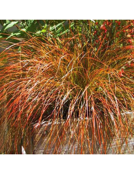 Iarba Ornamentala - Carex Tes. "Prairie Fire" - Ghiveci 2L