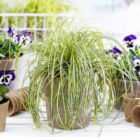 Iarba Ornamentala - Carex Oshim. "Evergold" - Ghiveci 2L