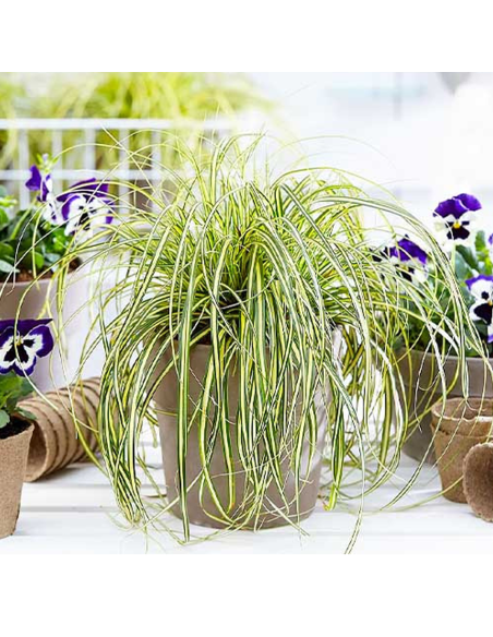 Iarba Ornamentala - Carex Oshim. "Evergold" - Ghiveci 2L