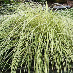 Iarba Ornamentala - Carex Oshim. "Evergold" - Ghiveci 2L 2