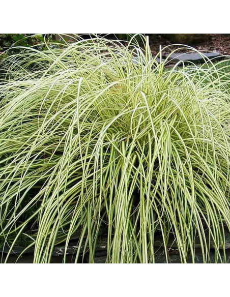 Iarba Ornamentala - Carex Oshim. "Evergold" - Ghiveci 2L