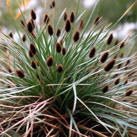 Iarba Ornamentala - Sesleria Heufleriana - Ghiveci 2L