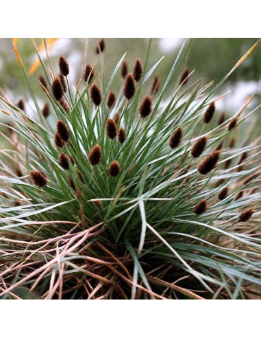 Iarba Ornamentala - Sesleria Heufleriana - Ghiveci 2L