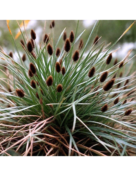 Iarba Ornamentala - Sesleria Heufleriana - Ghiveci 2L