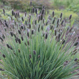 Iarba Ornamentala - Sesleria Heufleriana - Ghiveci 2L 2