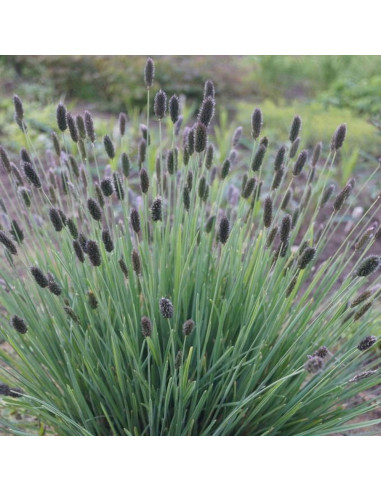 Iarba Ornamentala - Sesleria Heufleriana - Ghiveci 2L