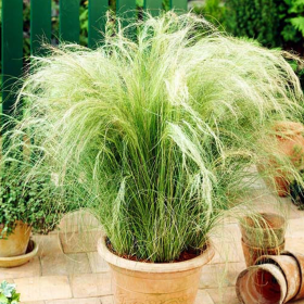 Iarba Ornamentala - Stipa Tenuissima "Ponytails" -...