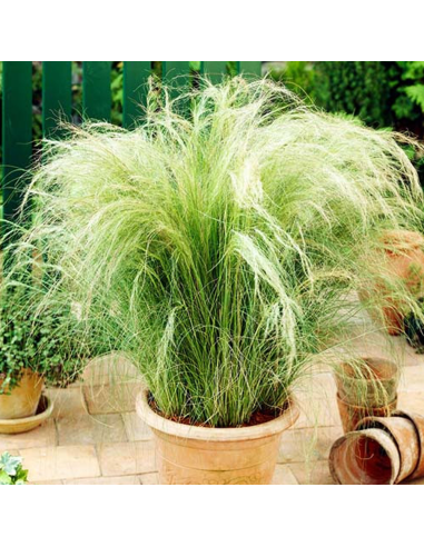 Iarba Ornamentala - Stipa Tenuissima "Ponytails" - Ghiveci 2L