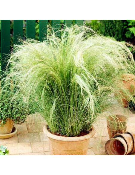 Iarba Ornamentala - Stipa Tenuissima "Ponytails" - Ghiveci 2L