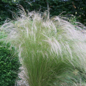 Iarba Ornamentala - Stipa Tenuissima "Ponytails" -... 2