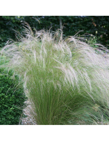 Iarba Ornamentala - Stipa Tenuissima "Ponytails" - Ghiveci 2L