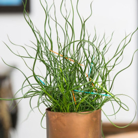 Iarba Ornamentala - Juncus Effusus "Spiralis" - Ghiveci 2L