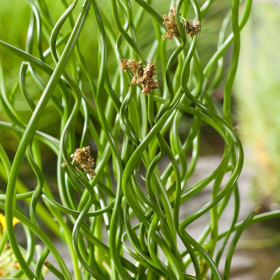 Iarba Ornamentala - Juncus Effusus "Spiralis" - Ghiveci 2L 2