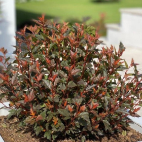Physocarpus Opulifolius "Magical Sweet" - Ghiveci 5L