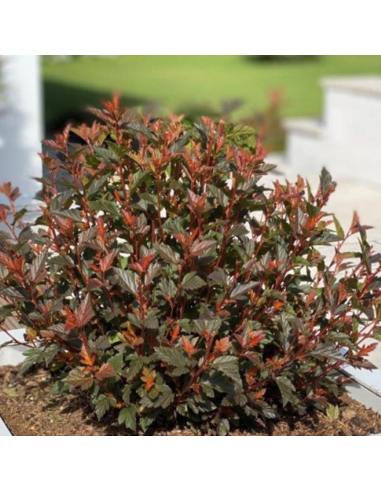 Physocarpus Opulifolius "Magical Sweet" - Ghiveci 5L