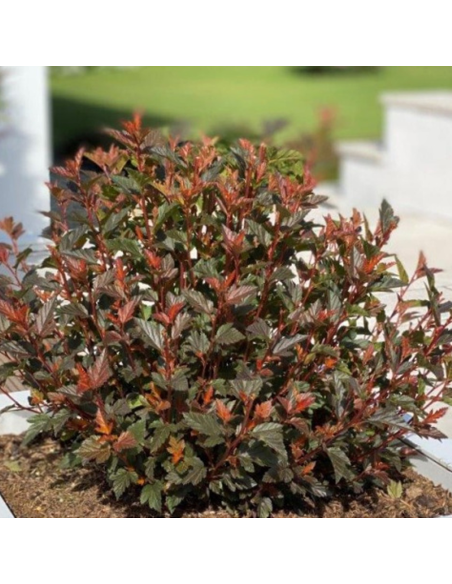 Physocarpus Opulifolius "Magical Sweet" - Ghiveci 5L