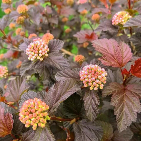 Physocarpus Opulifolius "Magical Sweet" - Ghiveci 5L 2