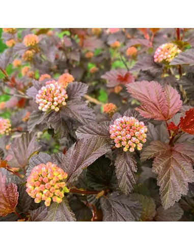 Physocarpus Opulifolius "Magical Sweet" - Ghiveci 5L