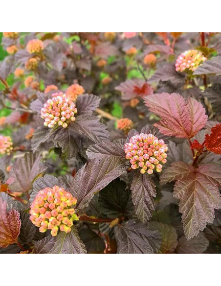 Physocarpus Opulifolius "Magical Sweet" - Ghiveci 5L