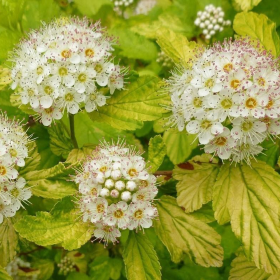 Physocarpus Opulifolius "Raspberry Lemonade" - Ghiveci 5L 2