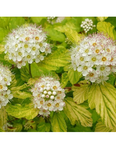 Physocarpus Opulifolius "Raspberry Lemonade" - Ghiveci 5L