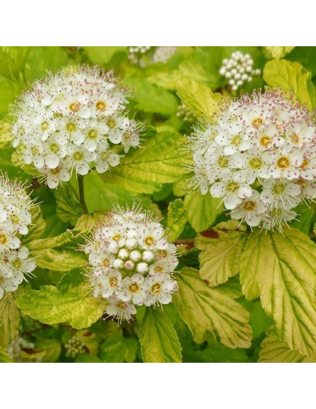 Physocarpus Opulifolius "Raspberry Lemonade" - Ghiveci 5L