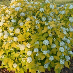 Physocarpus Opulifolius "Raspberry Lemonade" - Ghiveci 5L