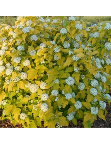 Physocarpus Opulifolius "Raspberry Lemonade" - Ghiveci 5L