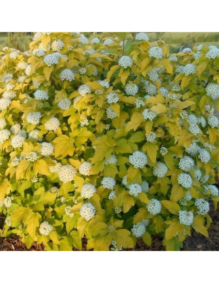 Physocarpus Opulifolius "Raspberry Lemonade" - Ghiveci 5L