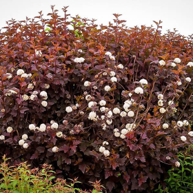 Physocarpus Opulifolius "Diabolo" - Ghiveci 5L